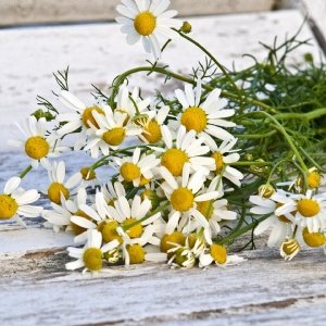 A Brief History of Chamomile for Wellbeing | Alice England